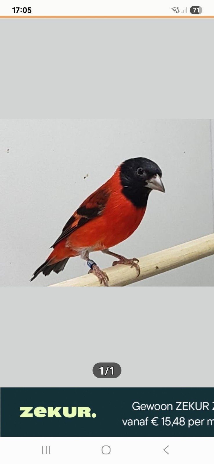 Kapoetsensijzen, Meerdere dieren