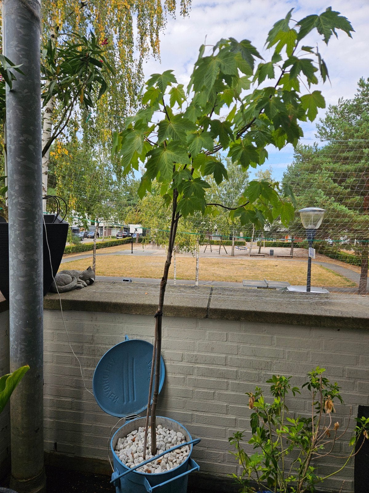 Bol Esdoorn in zinken emmer, Tuin en Terras, Planten | Bomen, Bloeit niet, Halfschaduw, 100 tot 250 cm, Ophalen