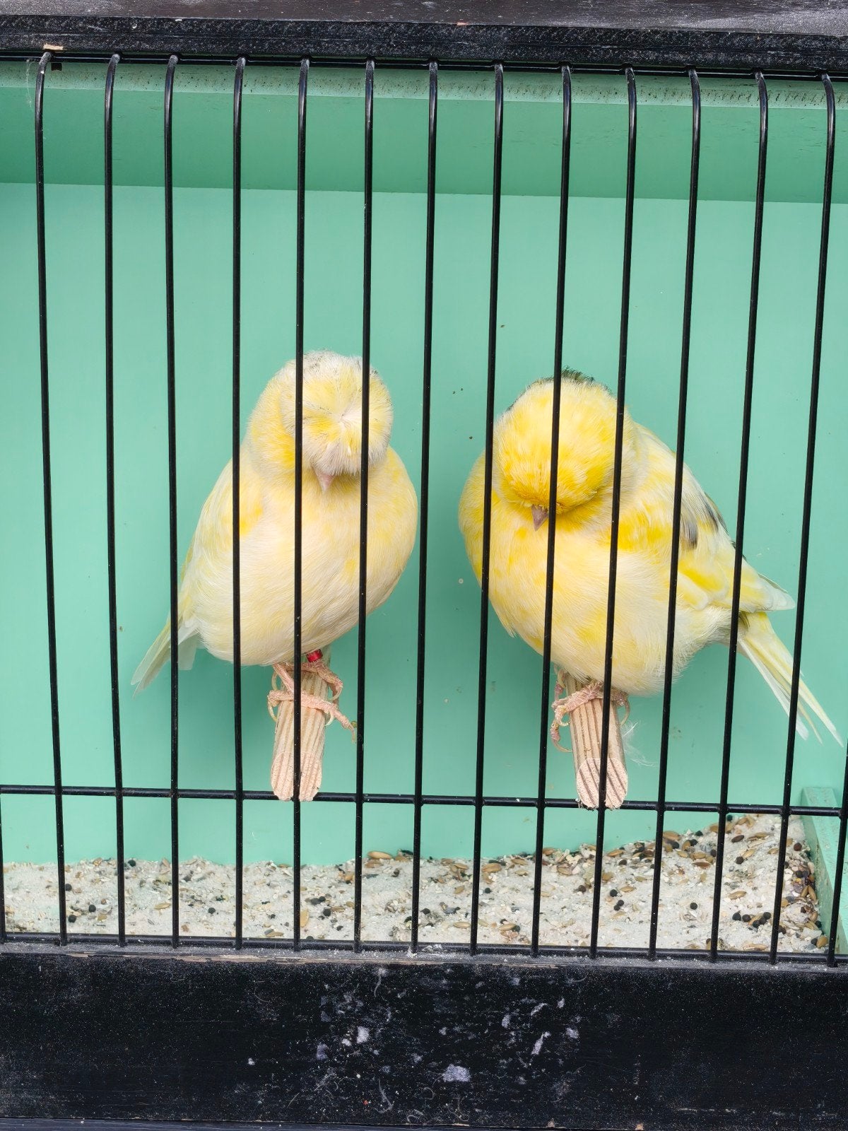 Gloster couple, Mannelijk, Postuurkanarie