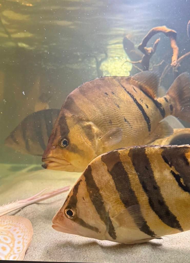 2x Datnioides microlepis sumatra tijgerbaars., Vis