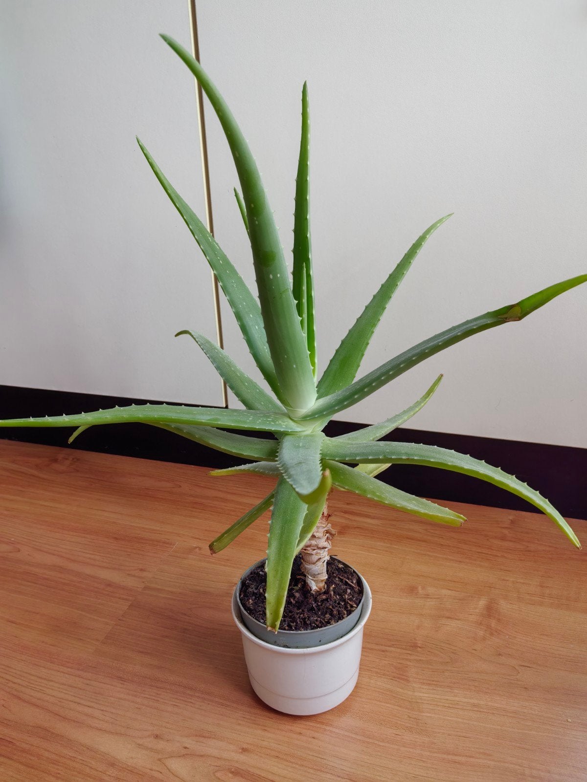 Mooi plant Aloë vera, Ophalen, Vetplant, Halfschaduw, In pot