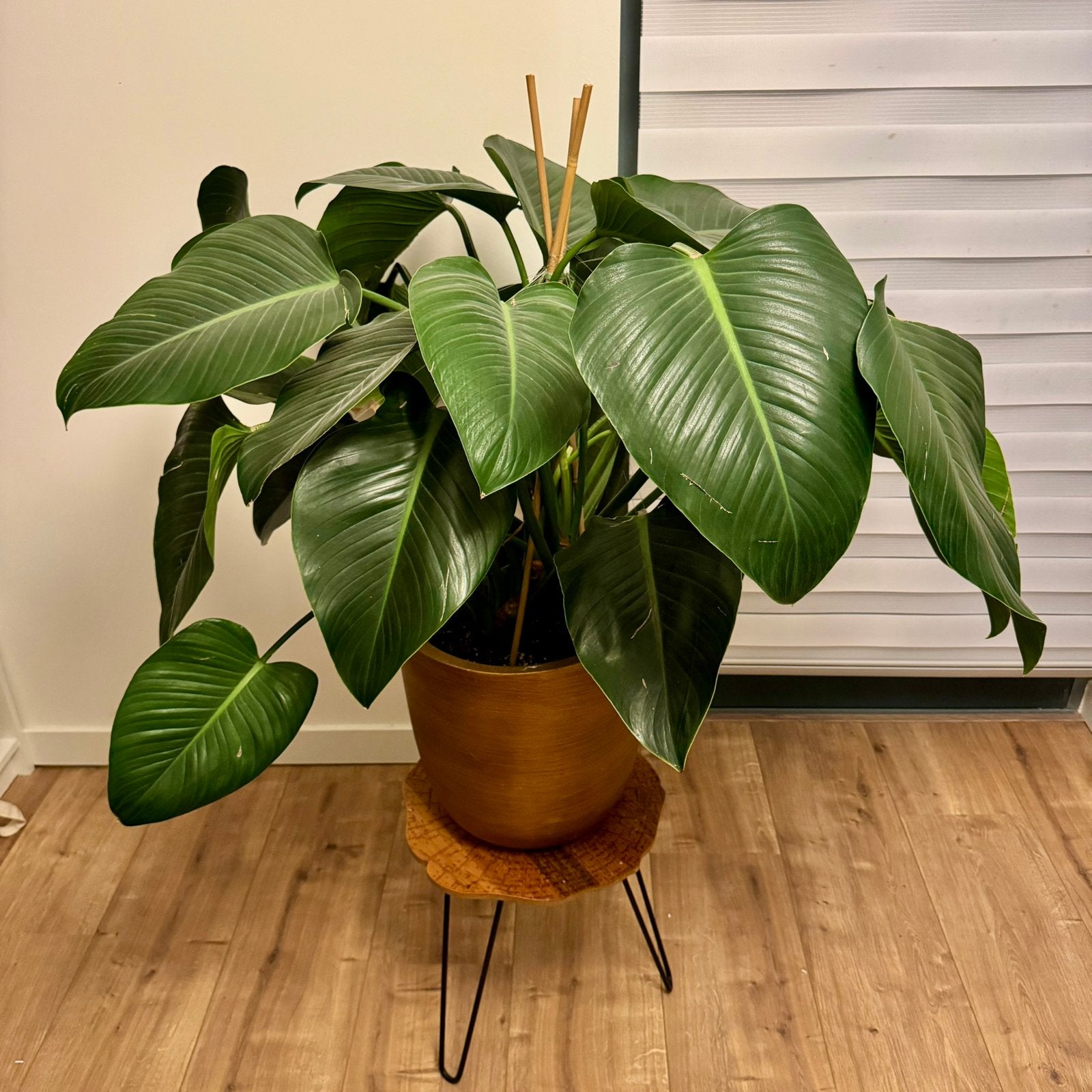 Philodendron, Groene kamerplant, Ophalen, Halfschaduw, Minder dan 100 cm