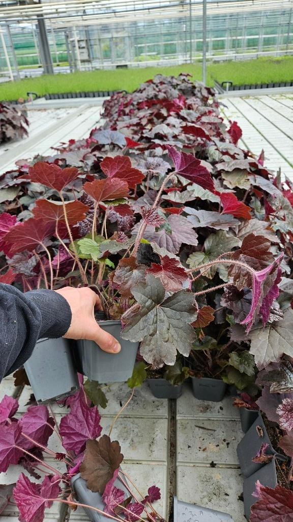 300stuks restpartij Heuchera Palace Purple - purperklokje, Bodembedekkers, Volle zon, Vaste plant, Ophalen of Verzenden