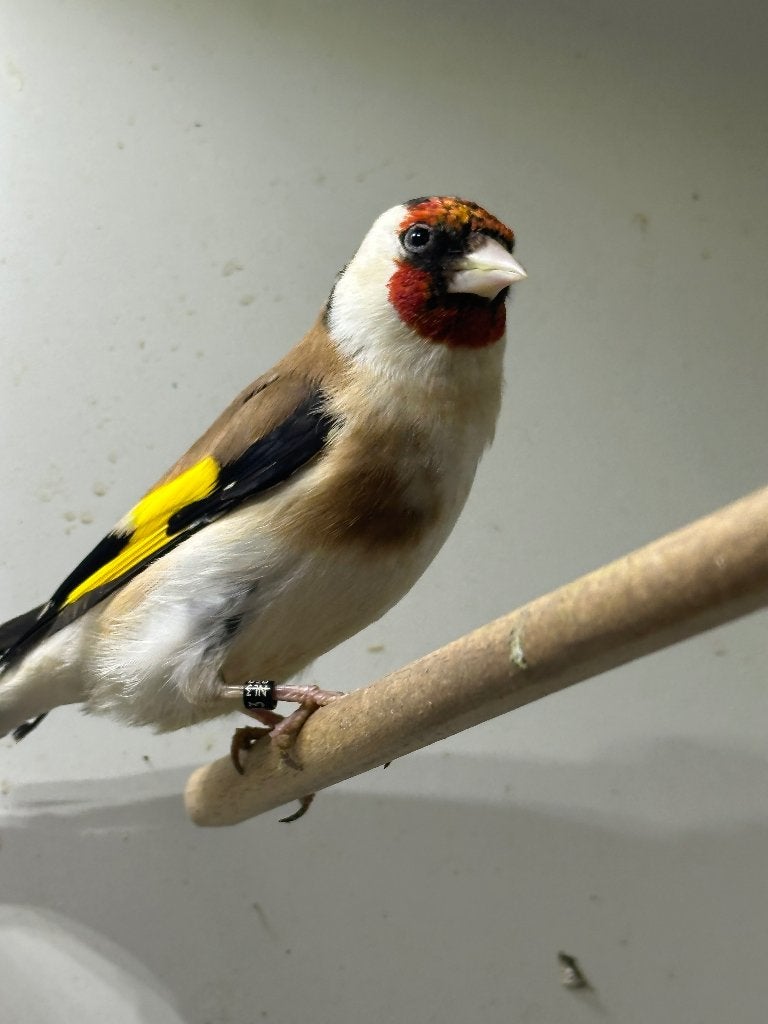 majoor putters, Dieren en Toebehoren, Vogels | Overige Vogels, Vrouwelijk, Wildzangvogel, Geringd