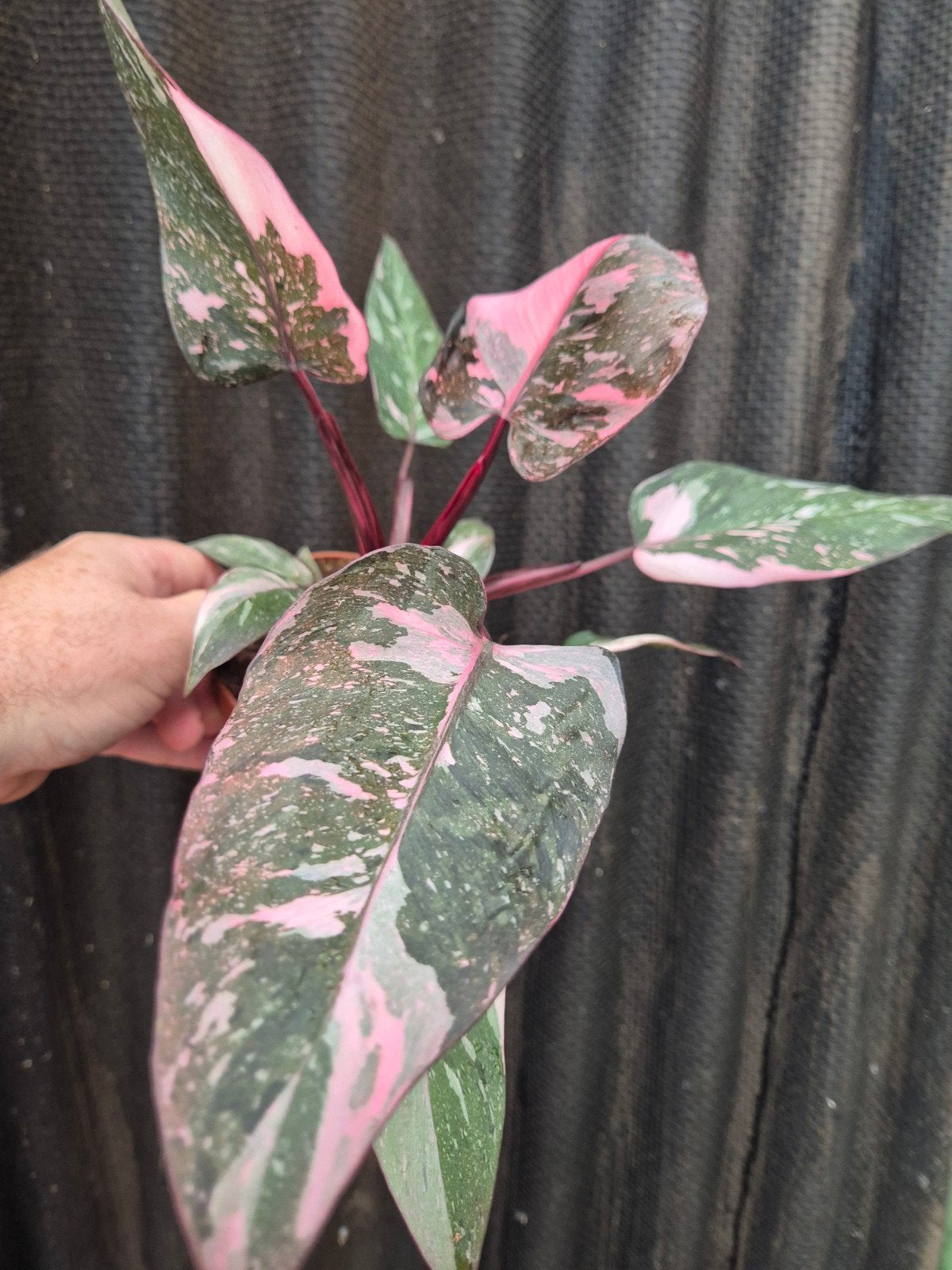Philodendron Pink Princess Marble p12 (4), Huis en Inrichting, Kamerplanten, Ophalen of Verzenden, Halfschaduw, Minder dan 100 cm