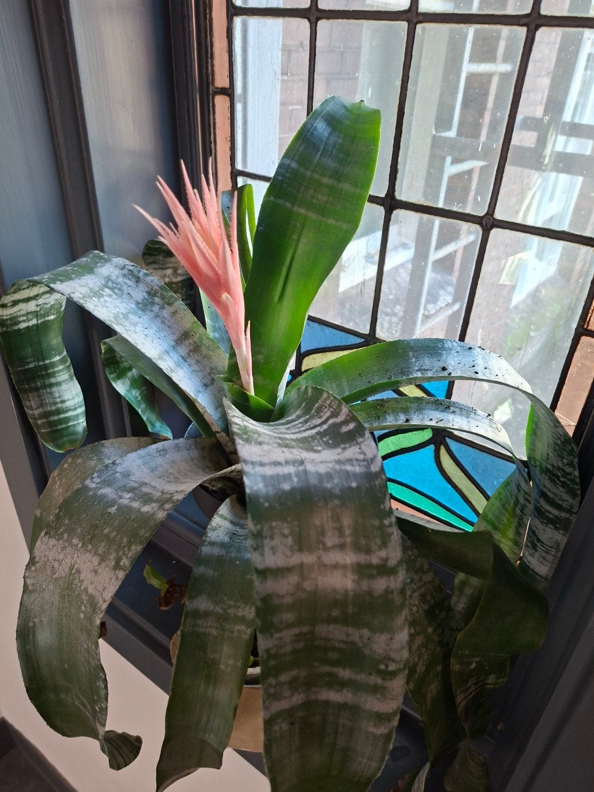 Prachtige Bromelia plant met roze bloeiwijze, Ophalen, Overige soorten, Halfschaduw, In pot