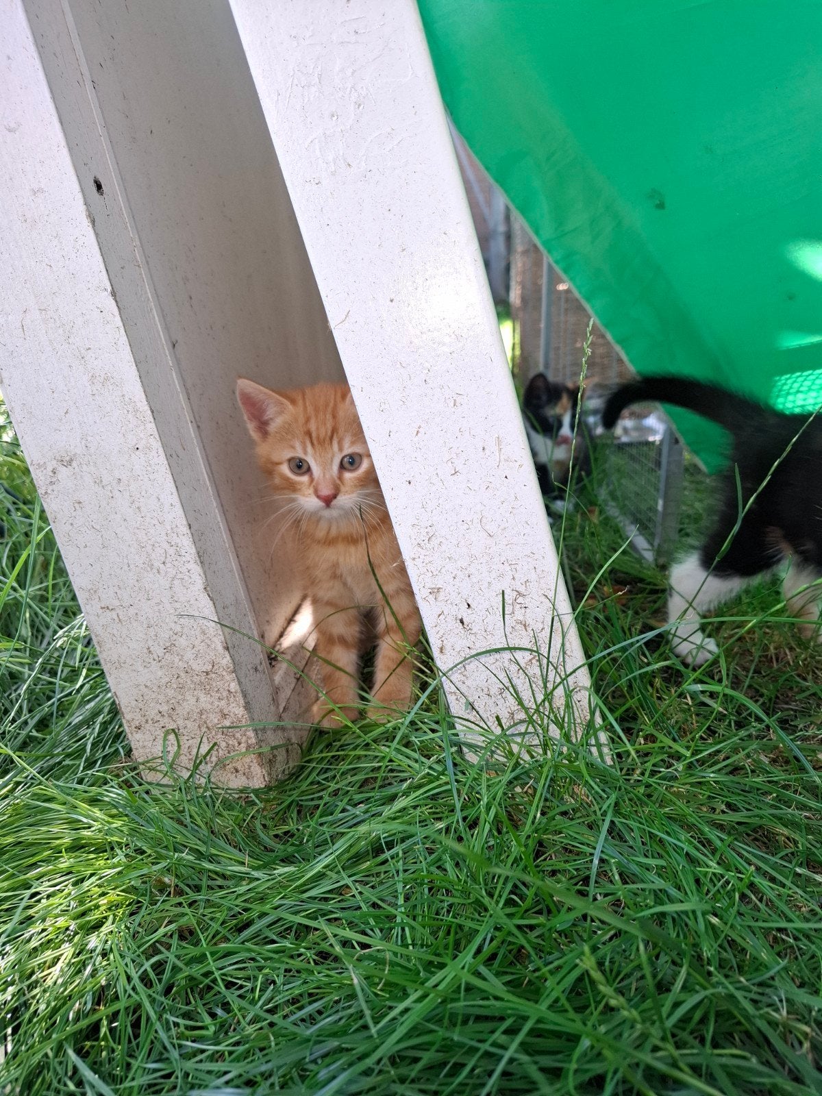 kittens geënt en gechipt, Kater