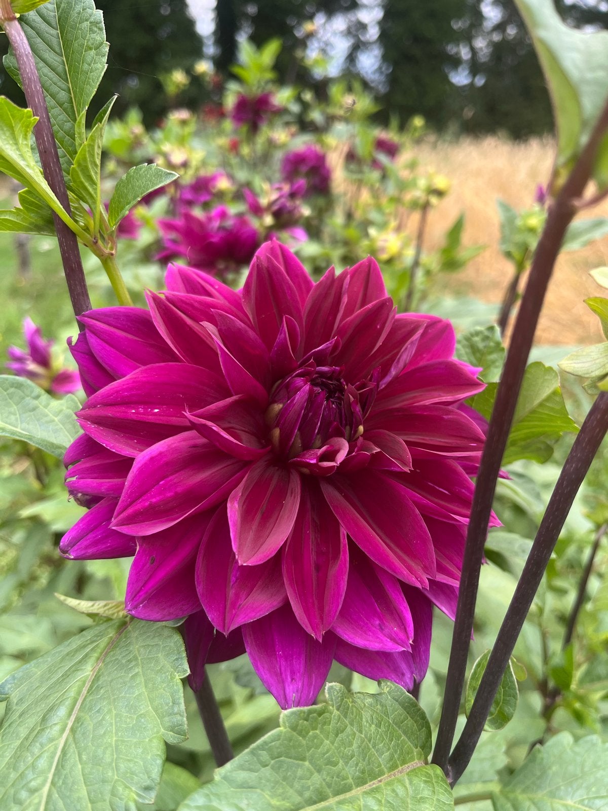 Paarse Dahlia Knollen - Prachtige Bloemen voor uw Tuin, Ophalen of Verzenden, Voorjaar, Volle zon, Knol