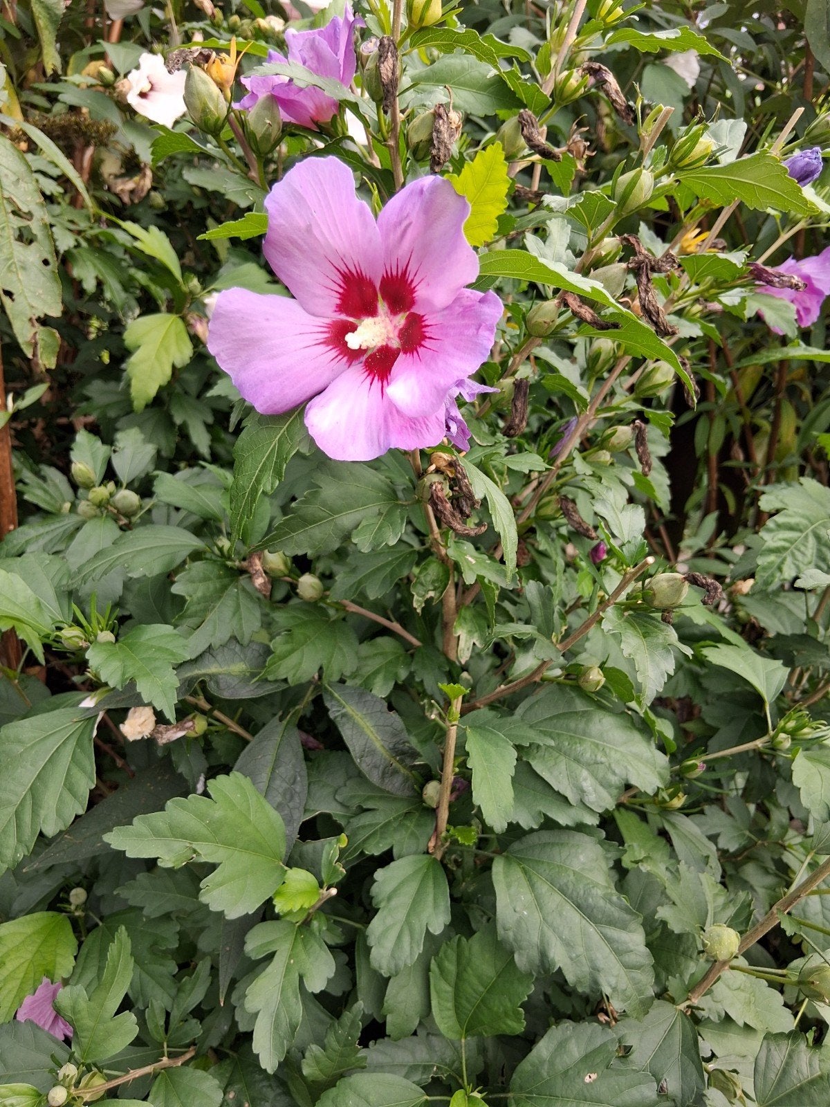 Hibiscus stekjes - Jonge Hibiscus planten, Volle zon, Vaste plant, Zomer, Ophalen