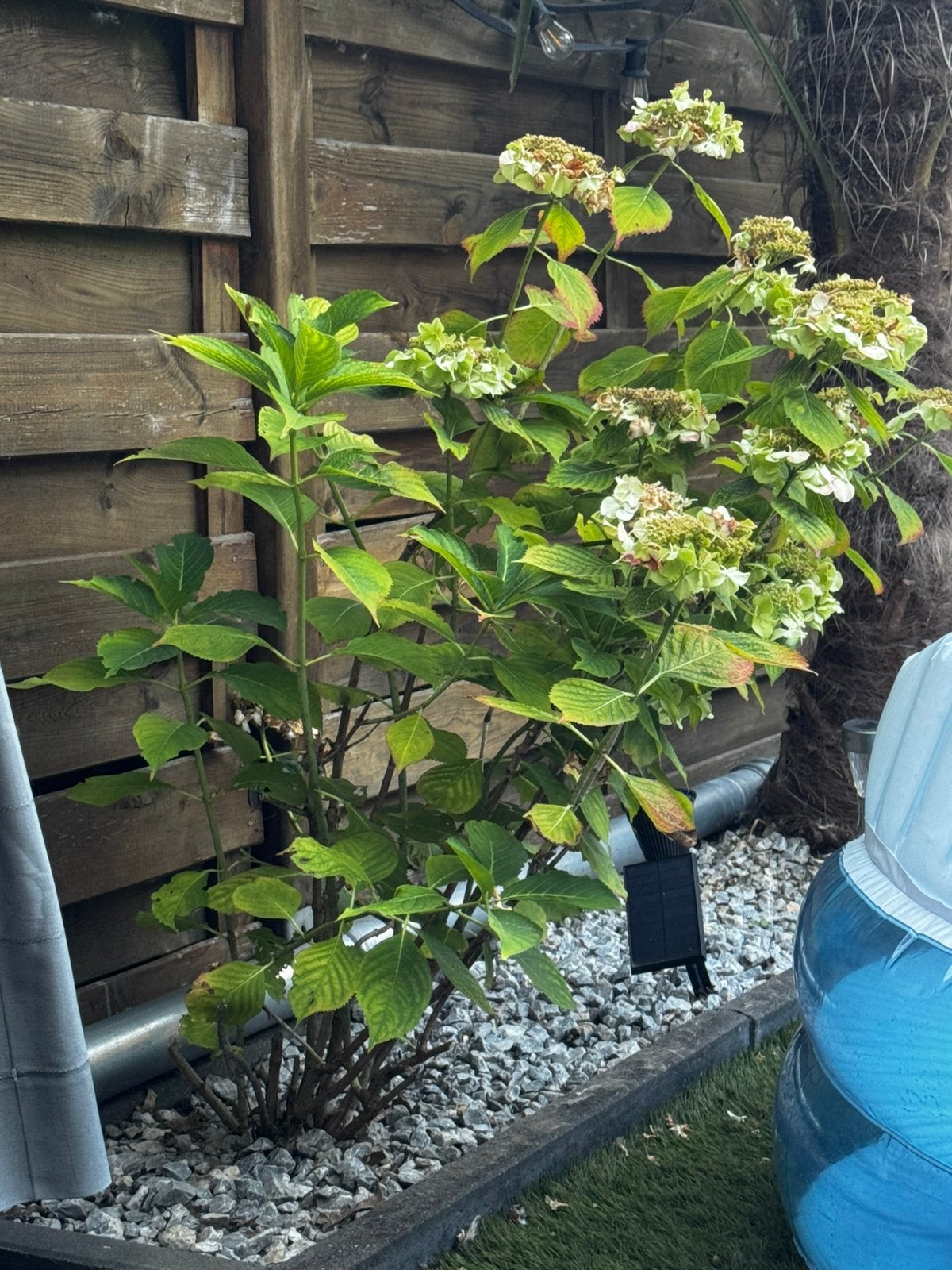 Boerenhortensia, Tuin en Terras, Planten | Bomen, Ophalen, Zomer, Volle zon, Overige soorten