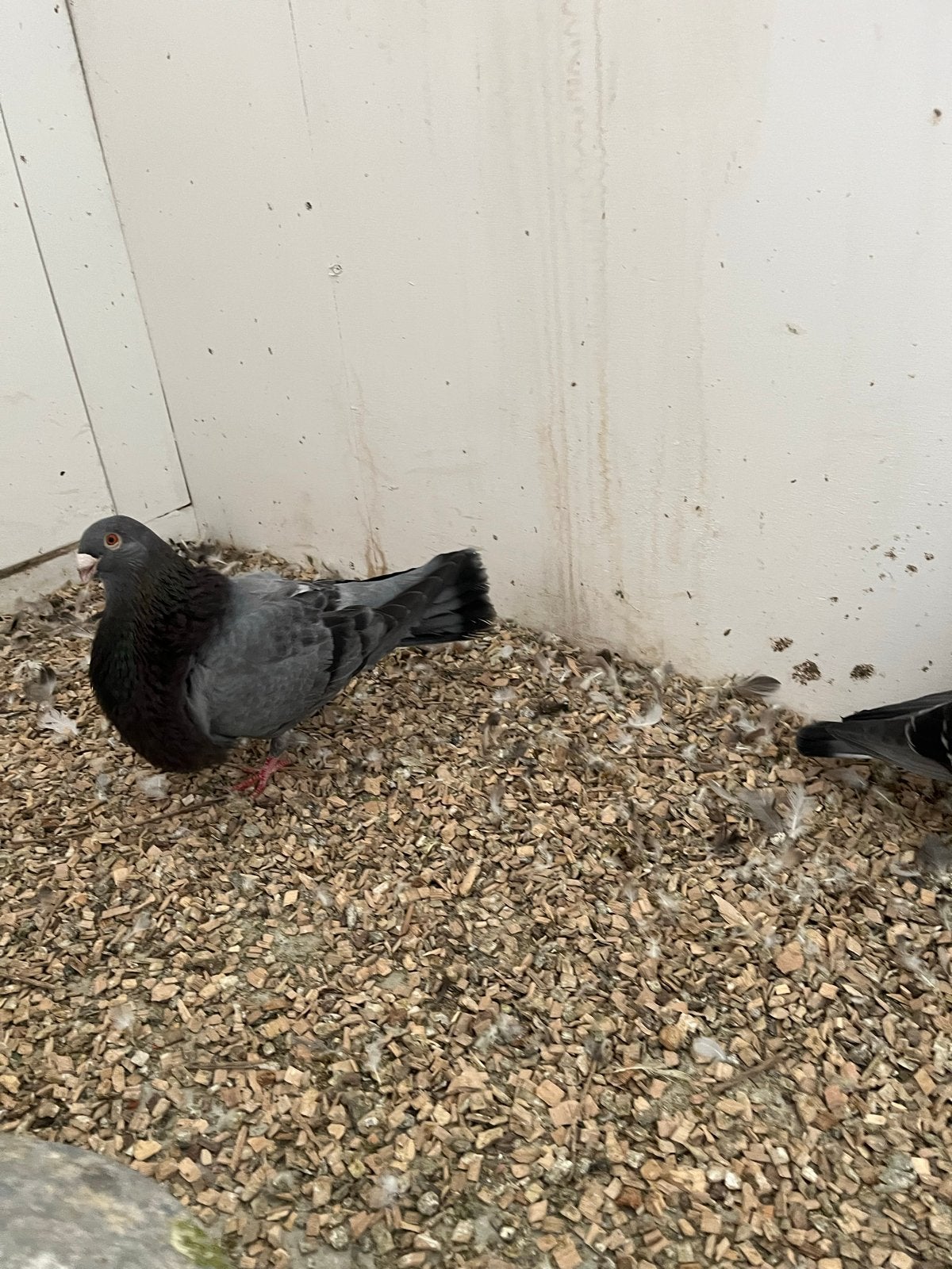 Valenciano doffer 2026., Dieren en Toebehoren, Vogels | Duiven, Mannelijk, Kropper