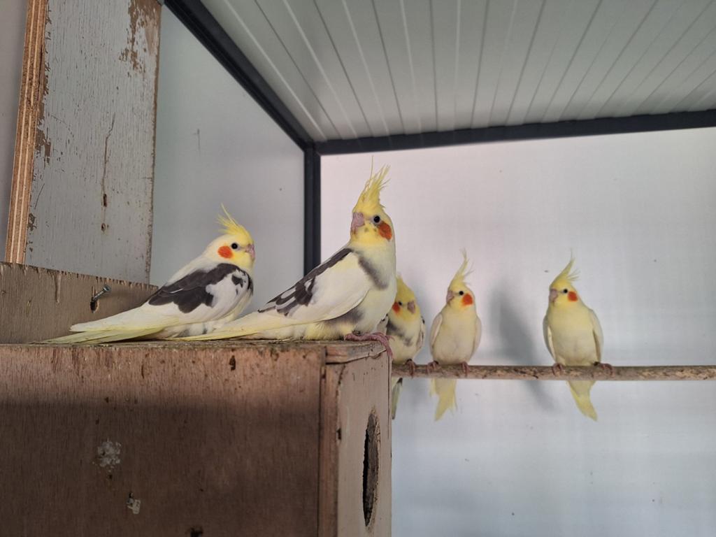 Jonge valkparkieten, Dieren en Toebehoren, Vogels | Parkieten en Papegaaien, Meerdere dieren, Parkiet, Tam