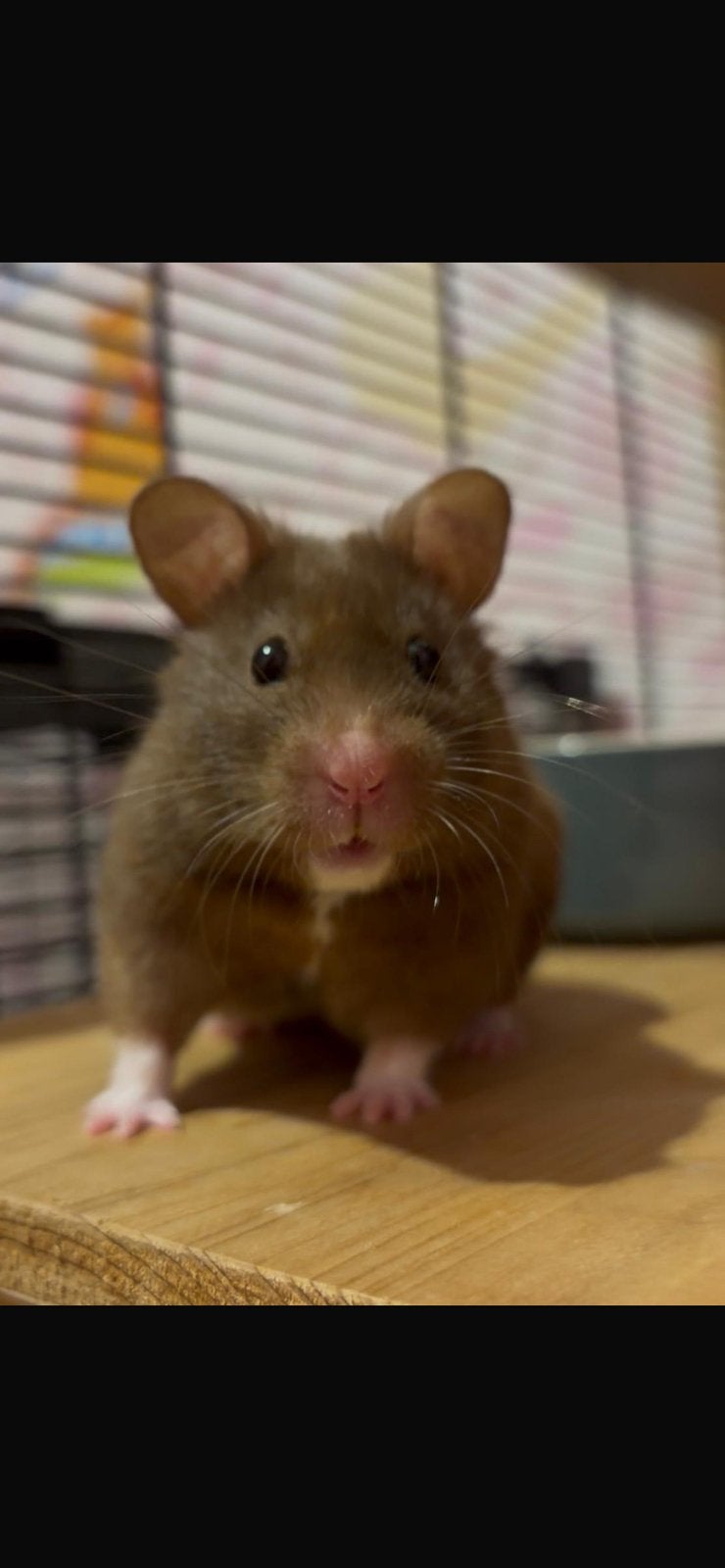2 hamsters, Hamster, Februari, Meerdere dieren, Tam