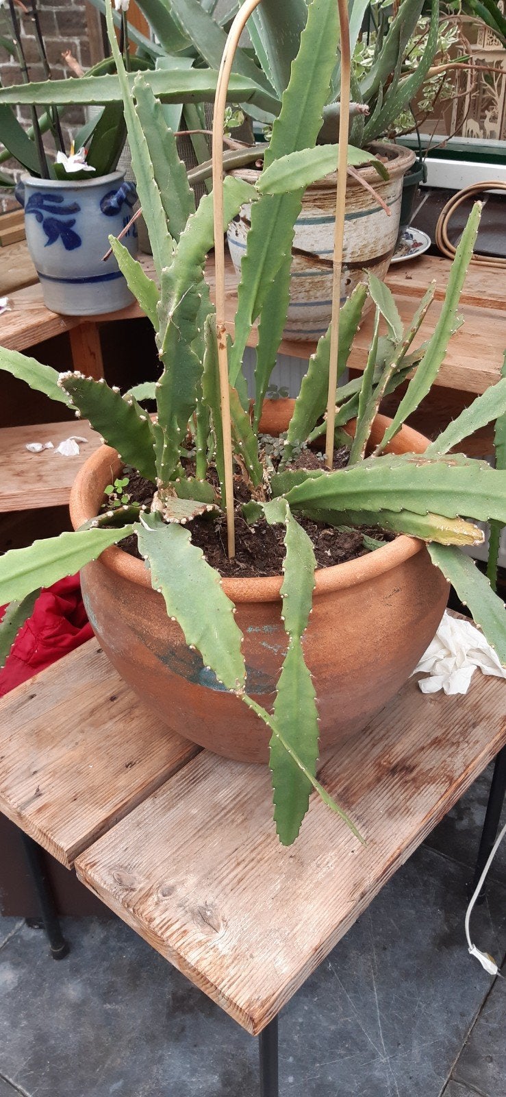 Lidcactus, Huis en Inrichting, Ophalen, Halfschaduw, Minder dan 100 cm