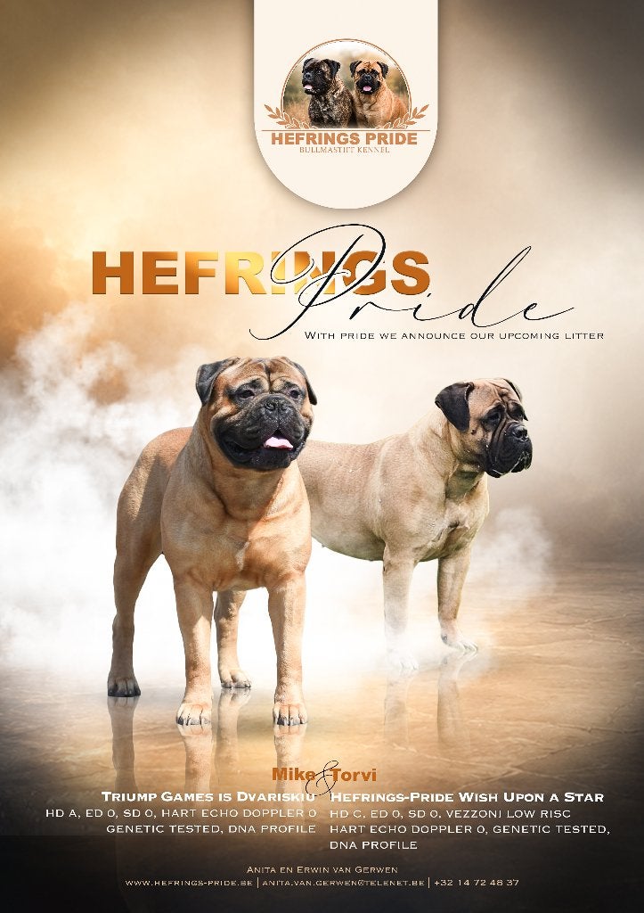 Bullmastiff pups met stamboom, België, Fokker | Hobbymatig, Overige rassen, Meerdere