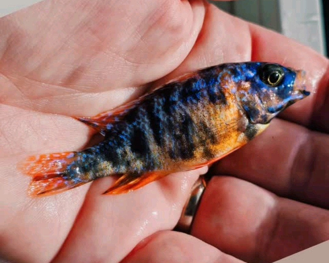 Fryeri Galaxy showman (VERKOCHT), Vis