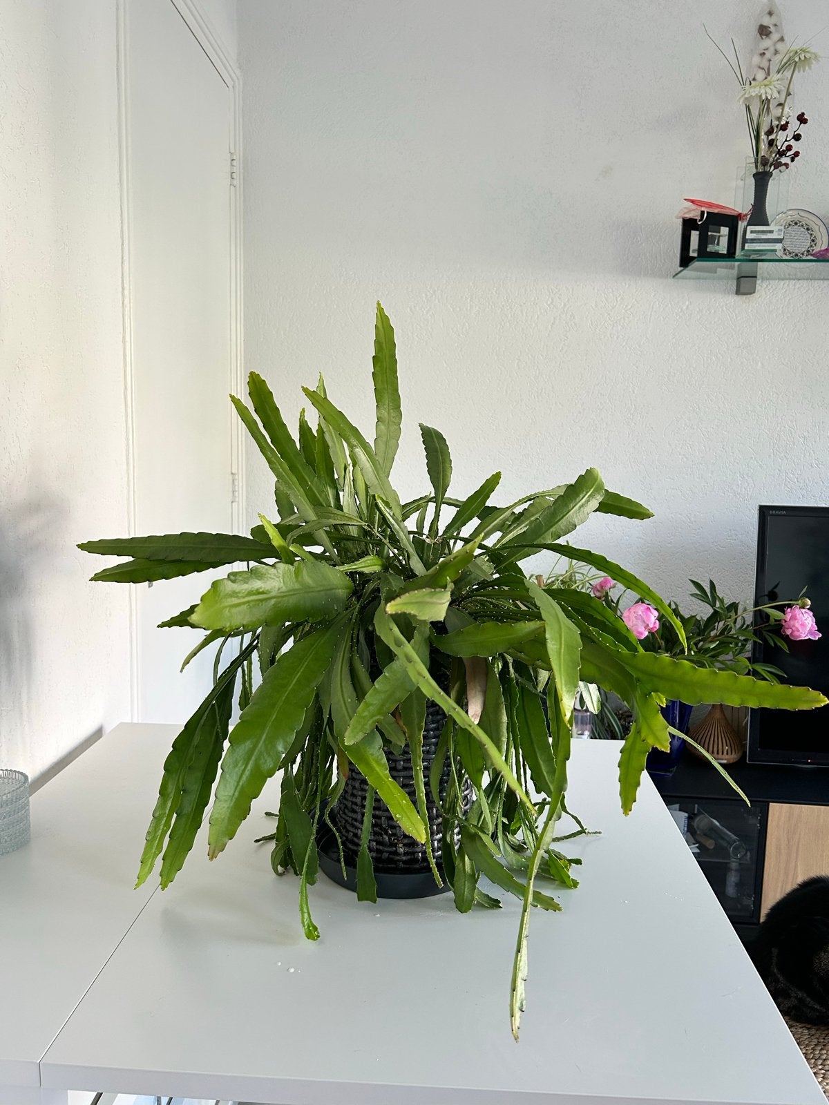 Grote Epiphyllum Anguliger (Zaagcactus) in pot, Ophalen, Halfschaduw, Minder dan 100 cm, Groene kamerplant