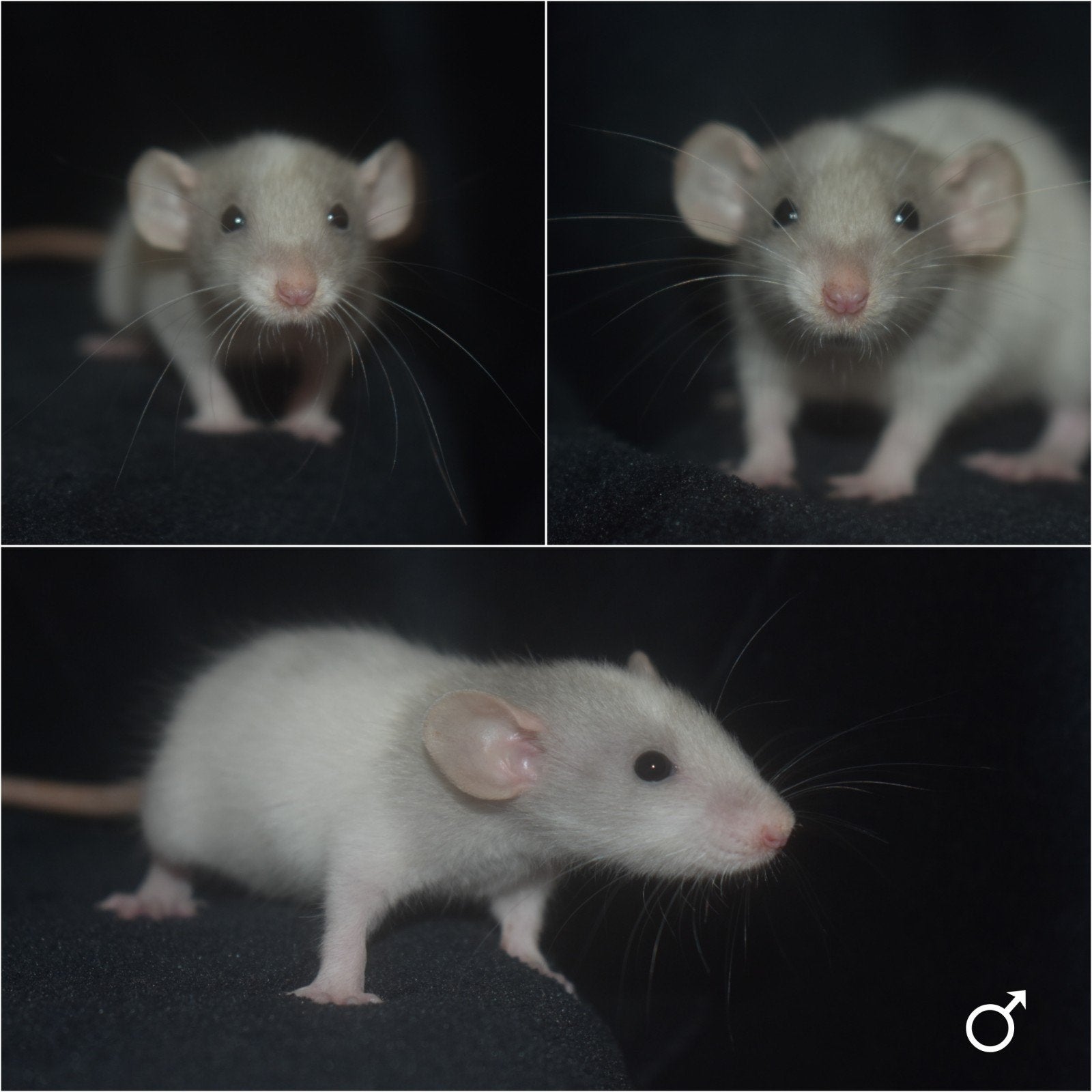 Ratjes,ratten,rittens, mannen, Dieren en Toebehoren, Knaagdieren, Rat, Mannelijk, Mei, Tam