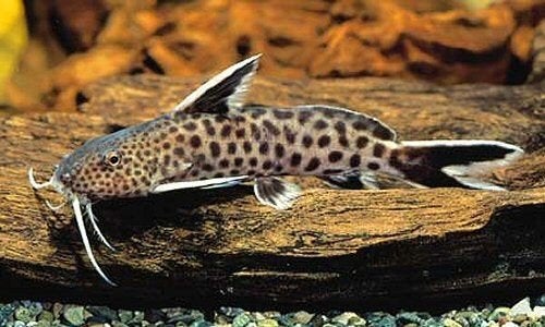 Synodontis petricola (aquarium/vissen), Dieren en Toebehoren, Vis, Zoetwatervis, Schoolvis