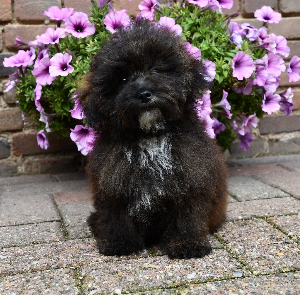Boomer X Toy Poedel (Toy Doodle) pup uit geteste ouders, Nederland, Overige rassen, CDV (hondenziekte), 8 tot 15 weken