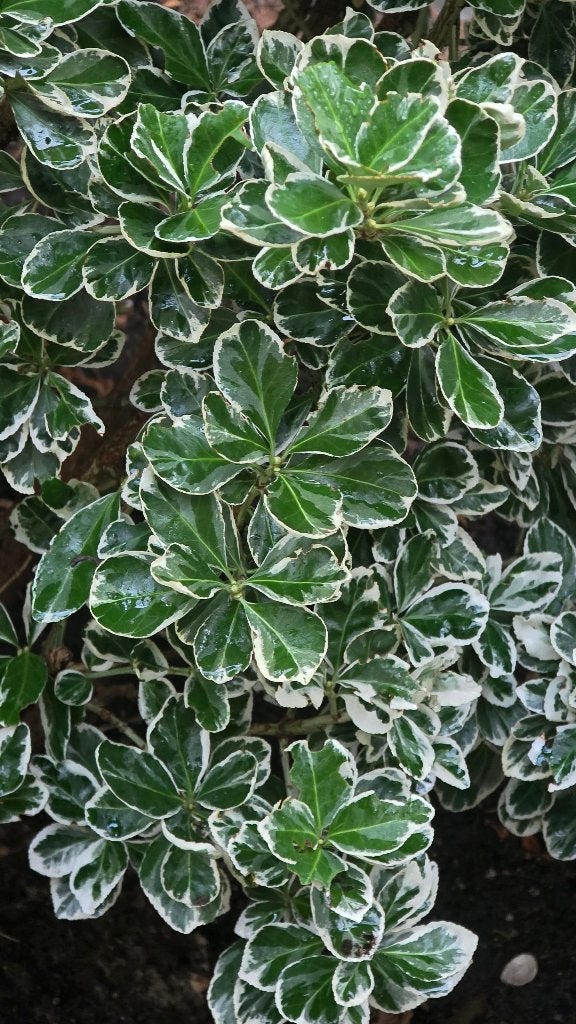 Berberis (Euonymus) met bont blad, Ophalen, Overige soorten, Struik, 100 tot 250 cm