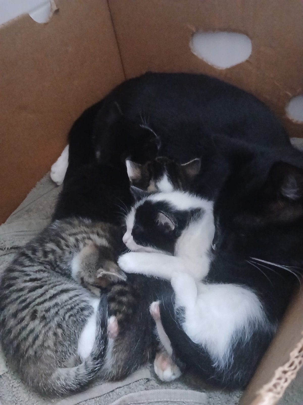 Schattge kittens, Meerdere dieren, Kortharig, 0 tot 2 jaar
