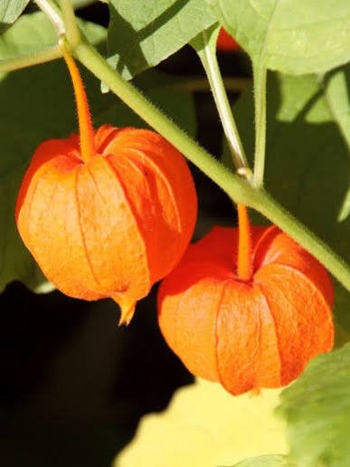 Lampionplant, Tuin en Terras, Ophalen, Volle zon