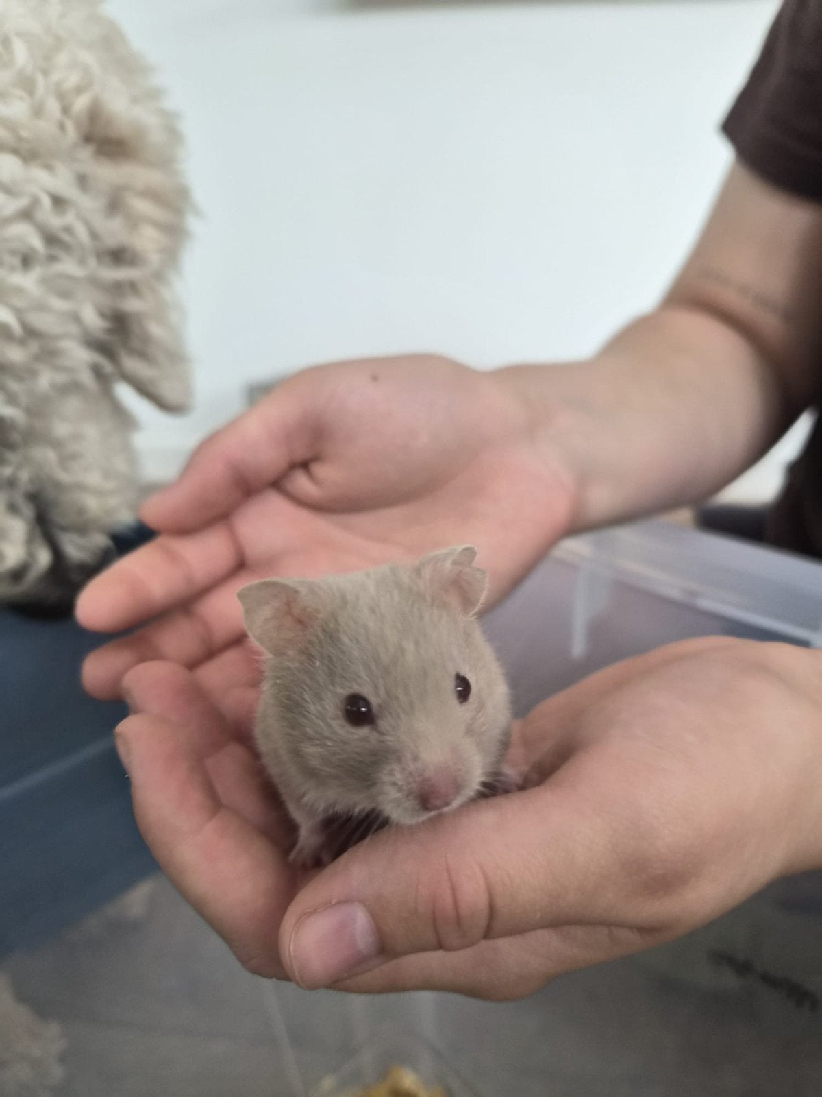 Baby goudhamsters/ syrische hamster, Hamster, April, Vrouwelijk, Tam