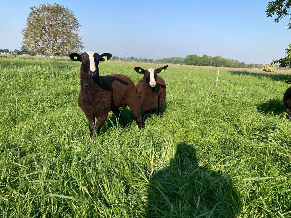 Twee prachtige ramlammeren zwartbles, Dieren en Toebehoren, Mannelijk, Schaap, 0 tot 2 jaar