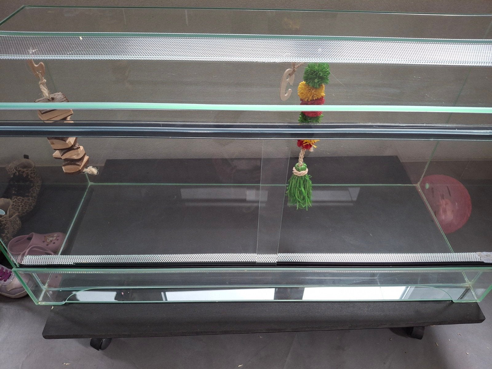 Hamster, Mei, Mannelijk, Hamster
