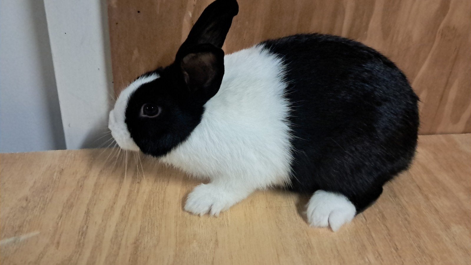 hollander te koop, Dieren en Toebehoren