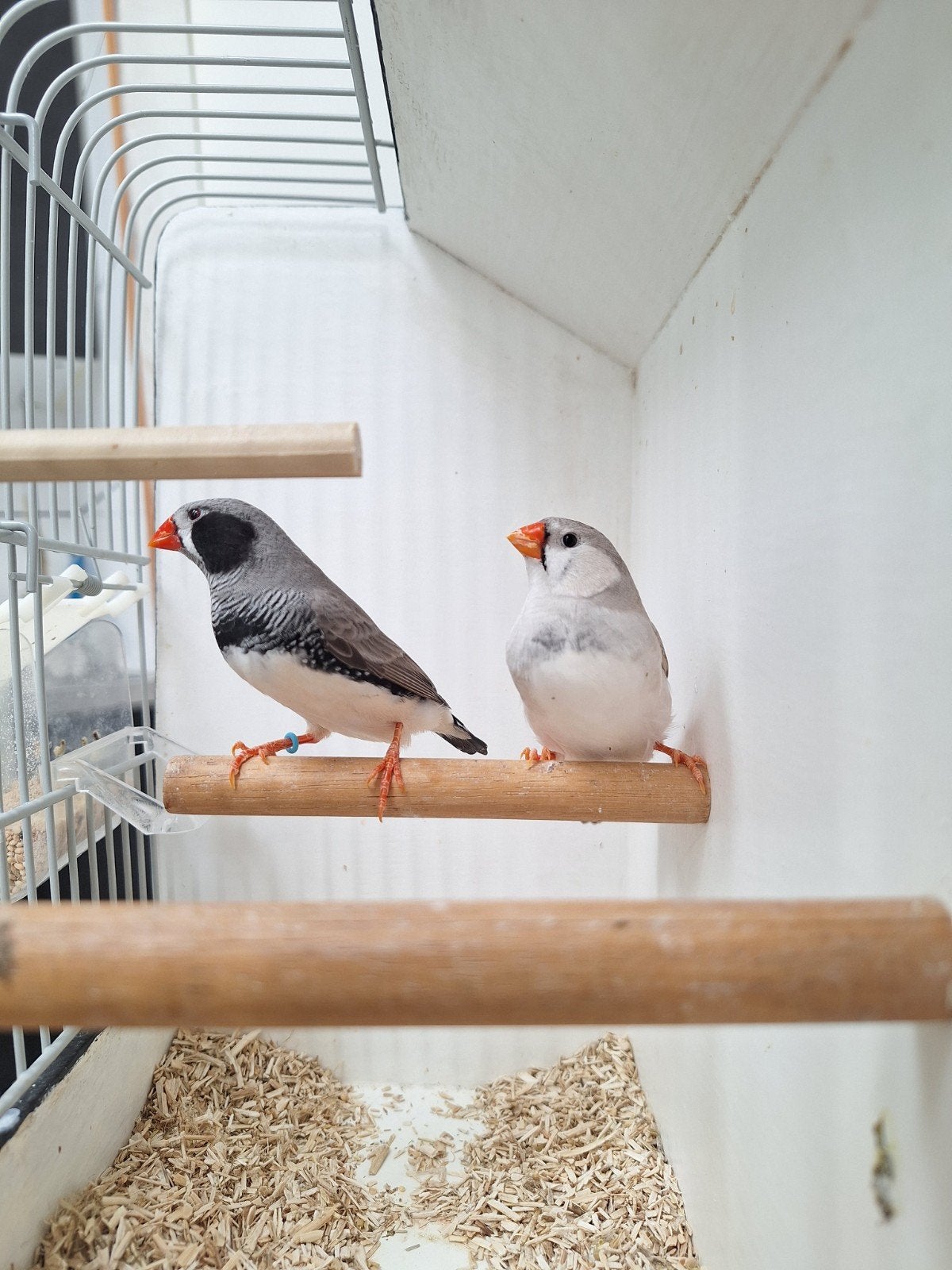 Prachtige zebravink kweekkoppels., Meerdere dieren, Tropenvogel, Geringd