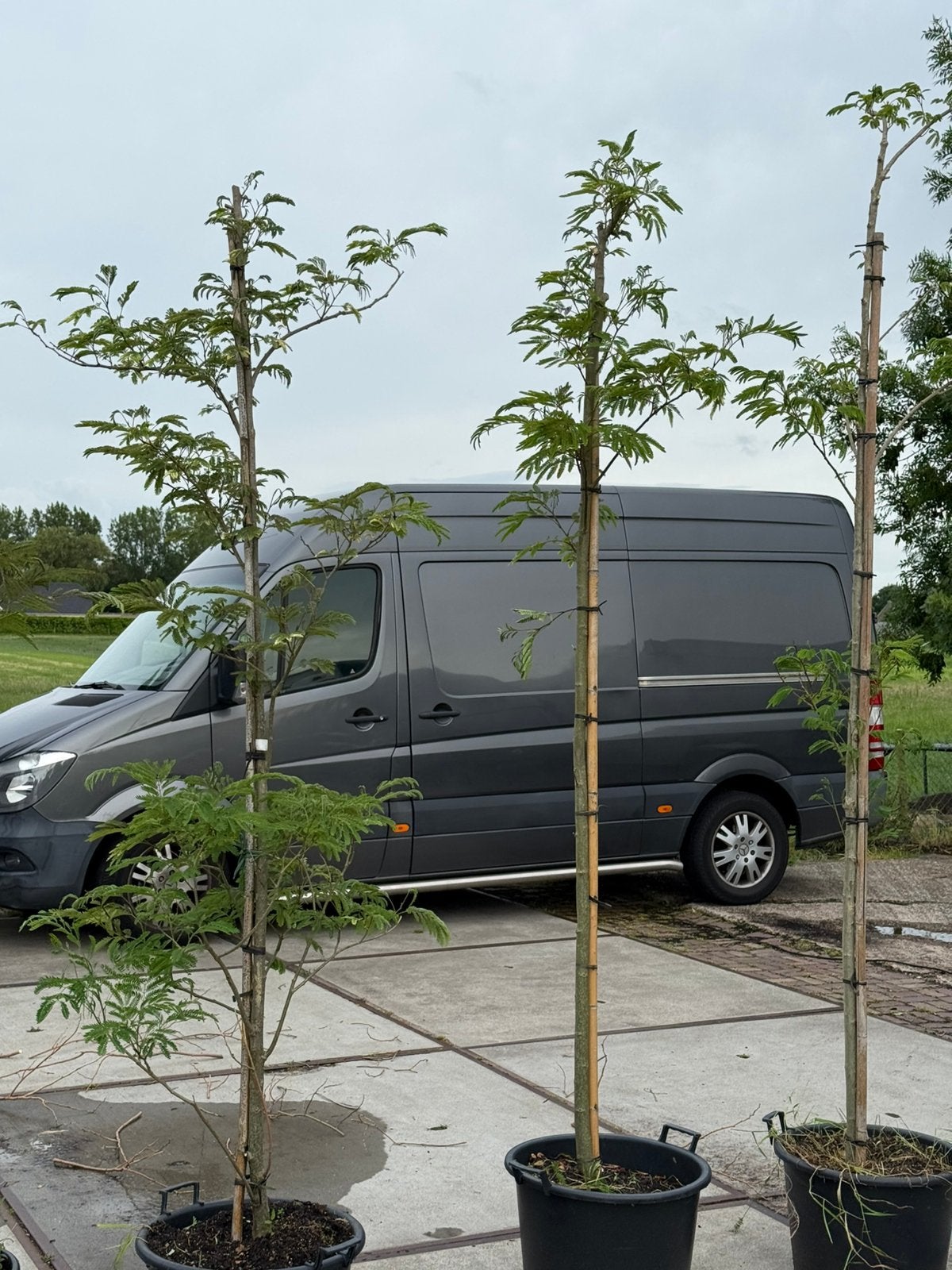 Deze albizia slaapbomen roze bloem pot gekweekt moet weg, Overige soorten, 250 tot 400 cm, Zomer, Ophalen