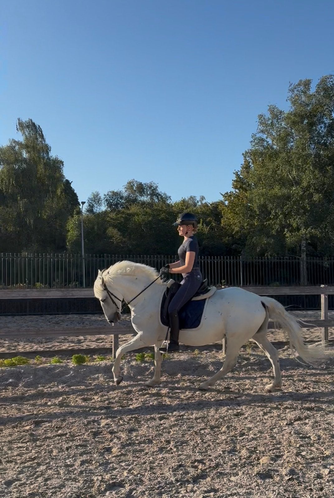 9 jarige ruin 1,55m, Dieren en Toebehoren, Ruin