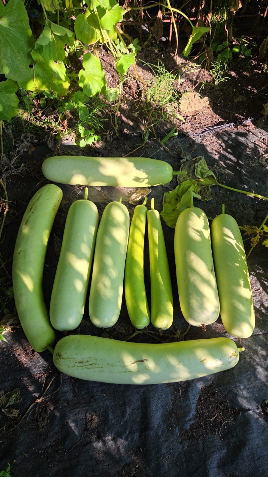 Flespompoenen en kalebassen van eigen kweek, Ophalen