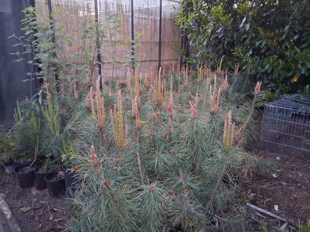 Pinus sylvestris grove den pot gekweekt, Bloeit niet, Overige soorten, Minder dan 100 cm, Ophalen