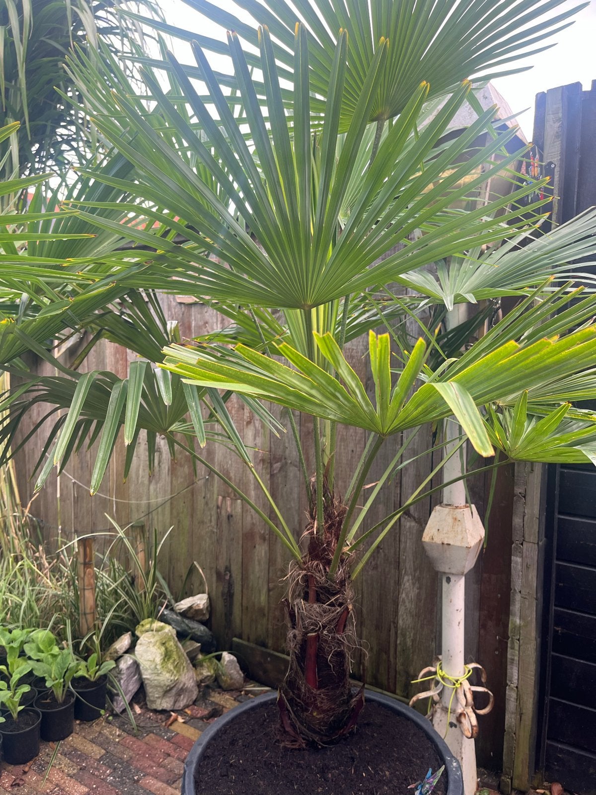 Trachycarpus Fortunei - Winterharde Palmboom, Tuin en Terras, Lente, 100 tot 250 cm, Volle zon, In pot