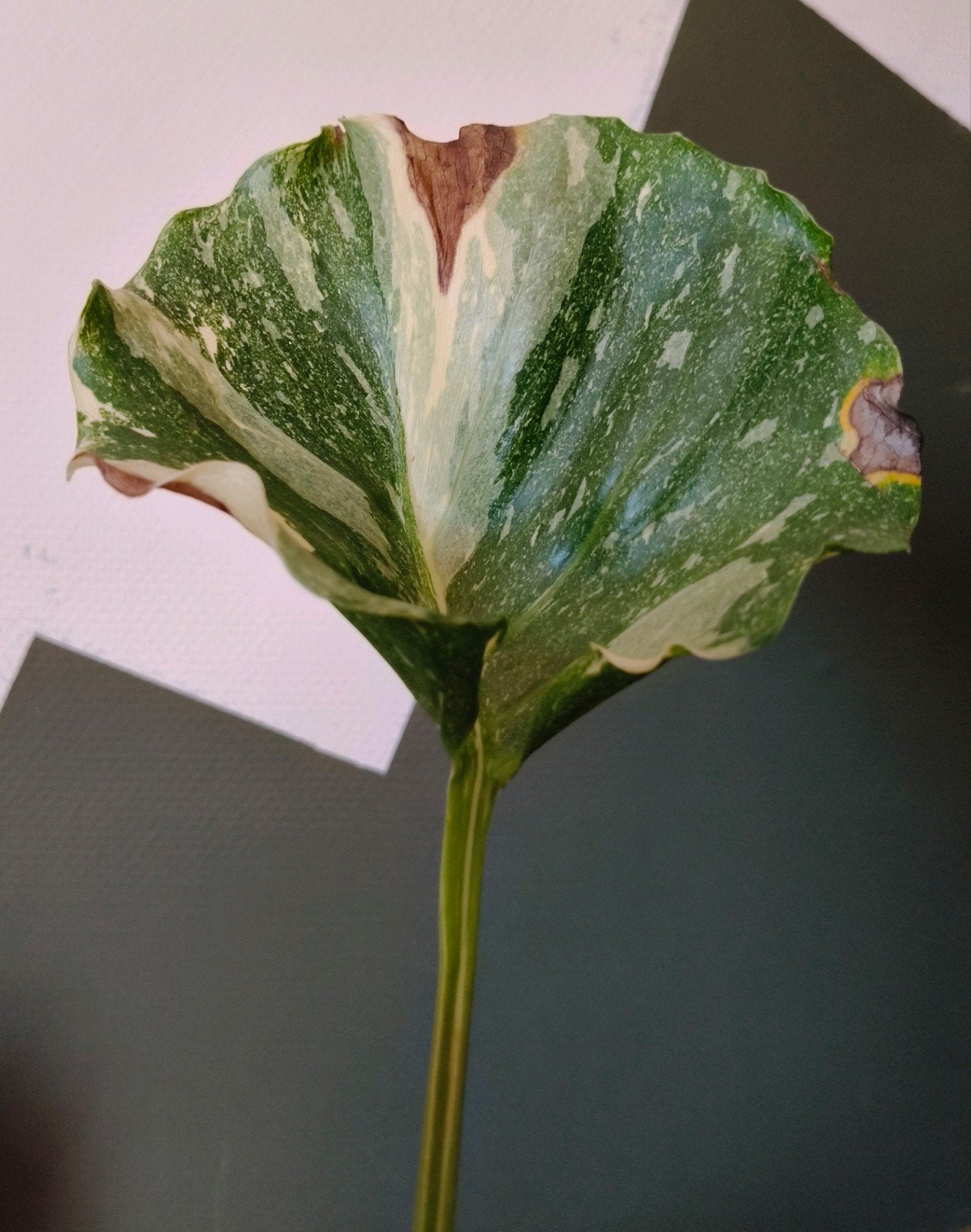 Monstera thai constellation mutation noid, Verzenden, Volle zon