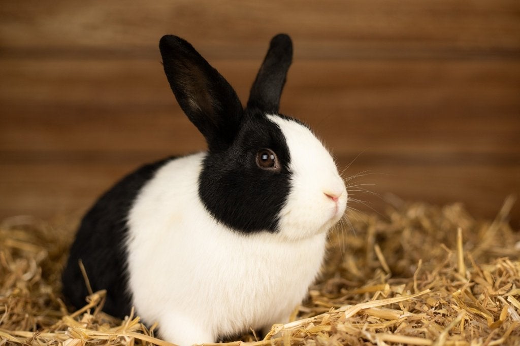 Hollander konijnen | Jonge dieren | Meerdere kleurslagen, Meerdere dieren, Middelgroot, Hangoor, 0 tot 2 jaar