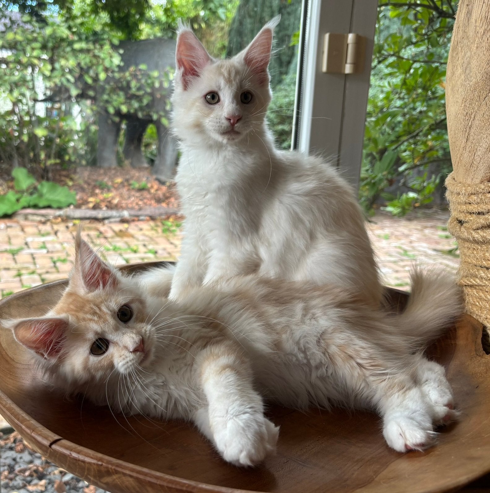 XXL Maine Coon Kittens beschikbaar €1450 met stamboom, Dieren en Toebehoren, Katten en Kittens | Raskatten | Langhaar, Meerdere dieren
