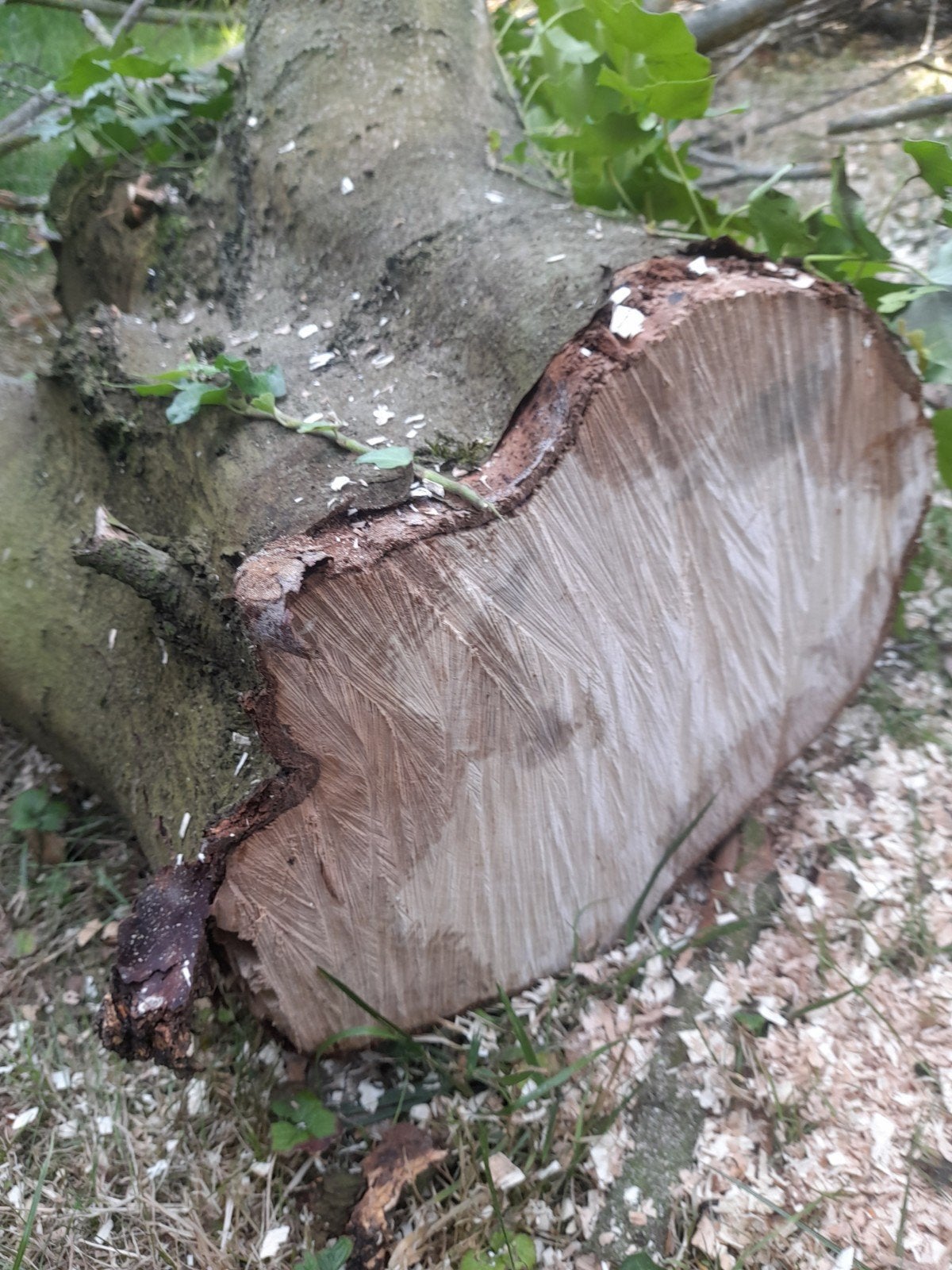 Gratis stookhout - Takken en stammen, Tuin en Terras, Haardhout, Minder dan 3 m³, Ophalen of Verzenden, Overige houtsoorten, Takken