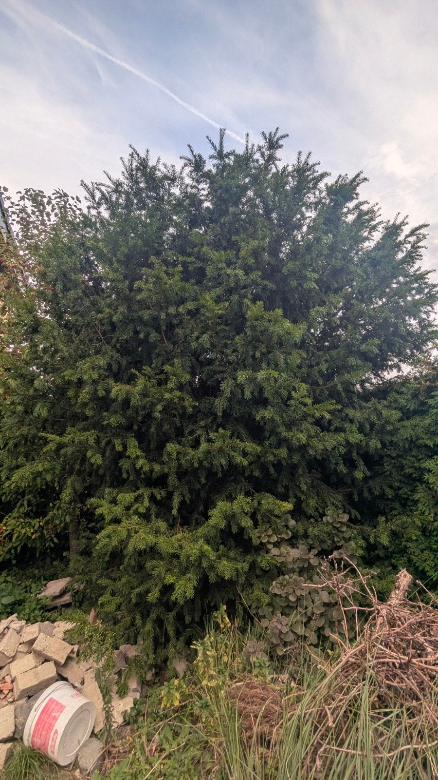Grote, volle Taxus, Bloeit niet, Overige soorten, 400 cm of meer, Ophalen