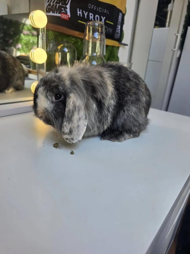 2 hangoor Konijnen, Mannelijk, Middelgroot, Hangoor, 0 tot 2 jaar