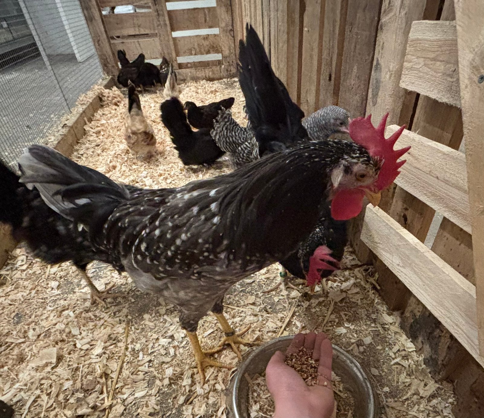 kippen kriel en groot diverse rassen, Dieren en Toebehoren, Pluimvee, Meerdere dieren, Kip