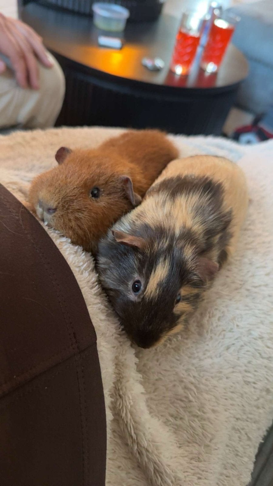 Cavias, Cavia, Februari, Meerdere dieren, Tam