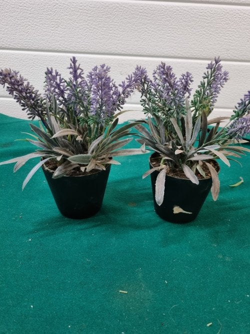 Kunst lavendel 1 potjes, Ophalen of Verzenden, 'T Olde Gre-j, Info@toldegrej.nl, Endepoelstraat 20f Didam
