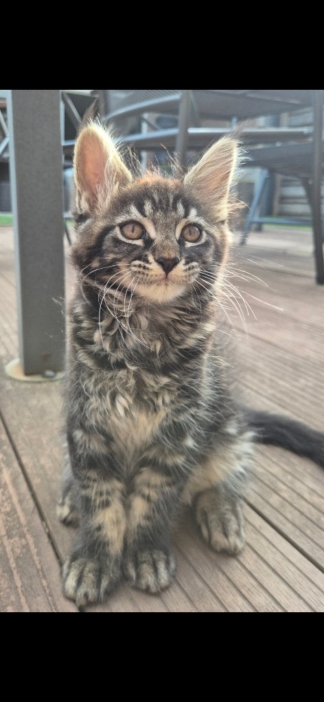 2 prachtige Maine Coon poesjes, Dieren en Toebehoren, Katten en Kittens | Raskatten | Langhaar, Poes, Ontwormd, 0 tot 2 jaar
