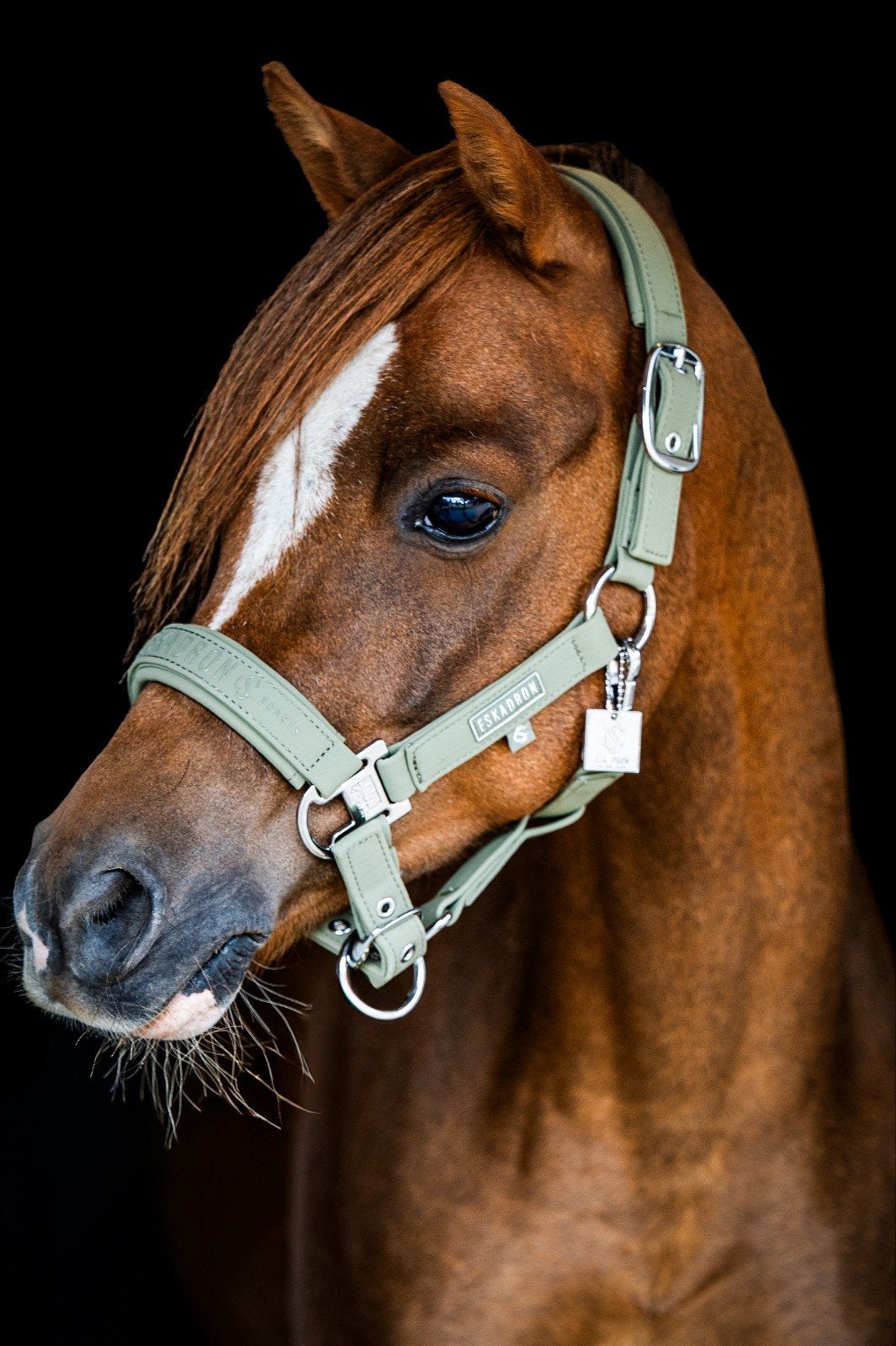 Knappe talentvolle C sportpony
8 jaar, Ruin
