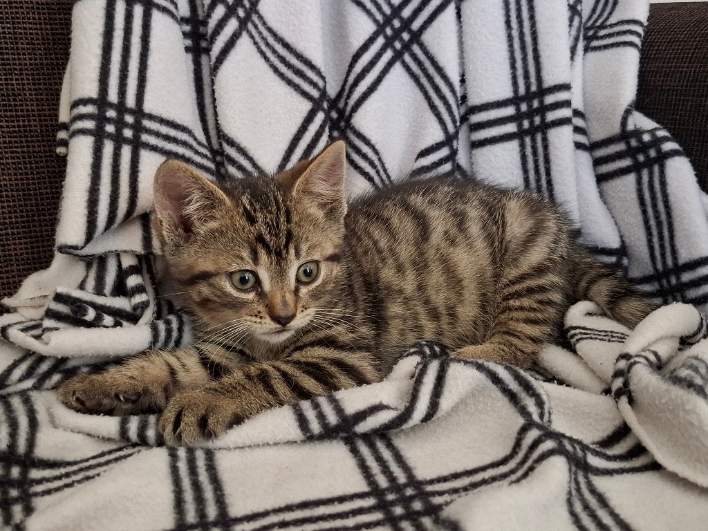 Gezellige cyperse kitten, Dieren en Toebehoren, Katten en Kittens | Overige Katten, Meerdere dieren, Kortharig, 0 tot 2 jaar