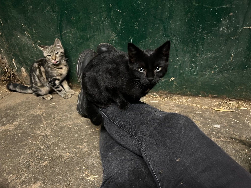 Kitten 4 maanden, Geslacht onbekend, 0 tot 2 jaar